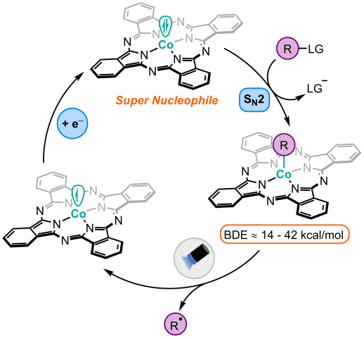 Cobalt Catalytic Cycle